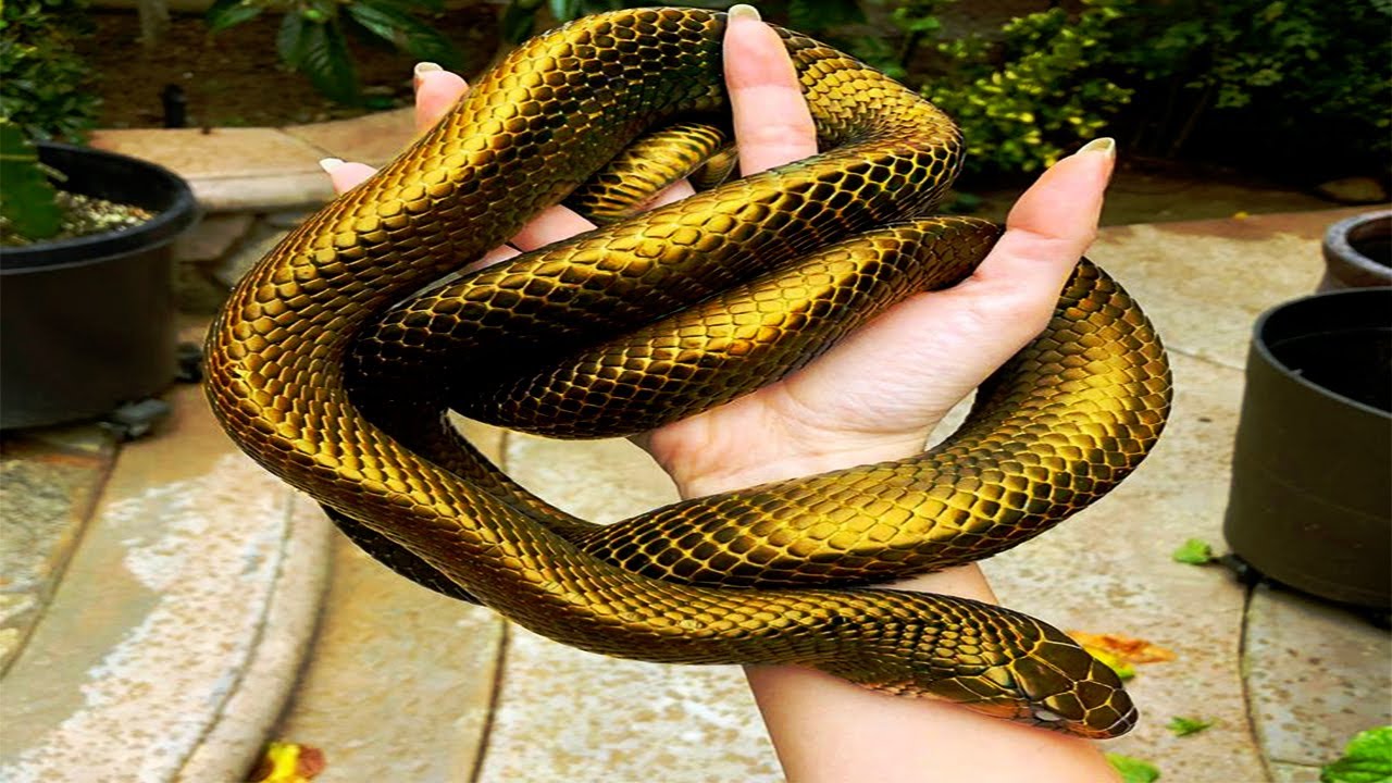 10 Most Expensive Snakes In The World