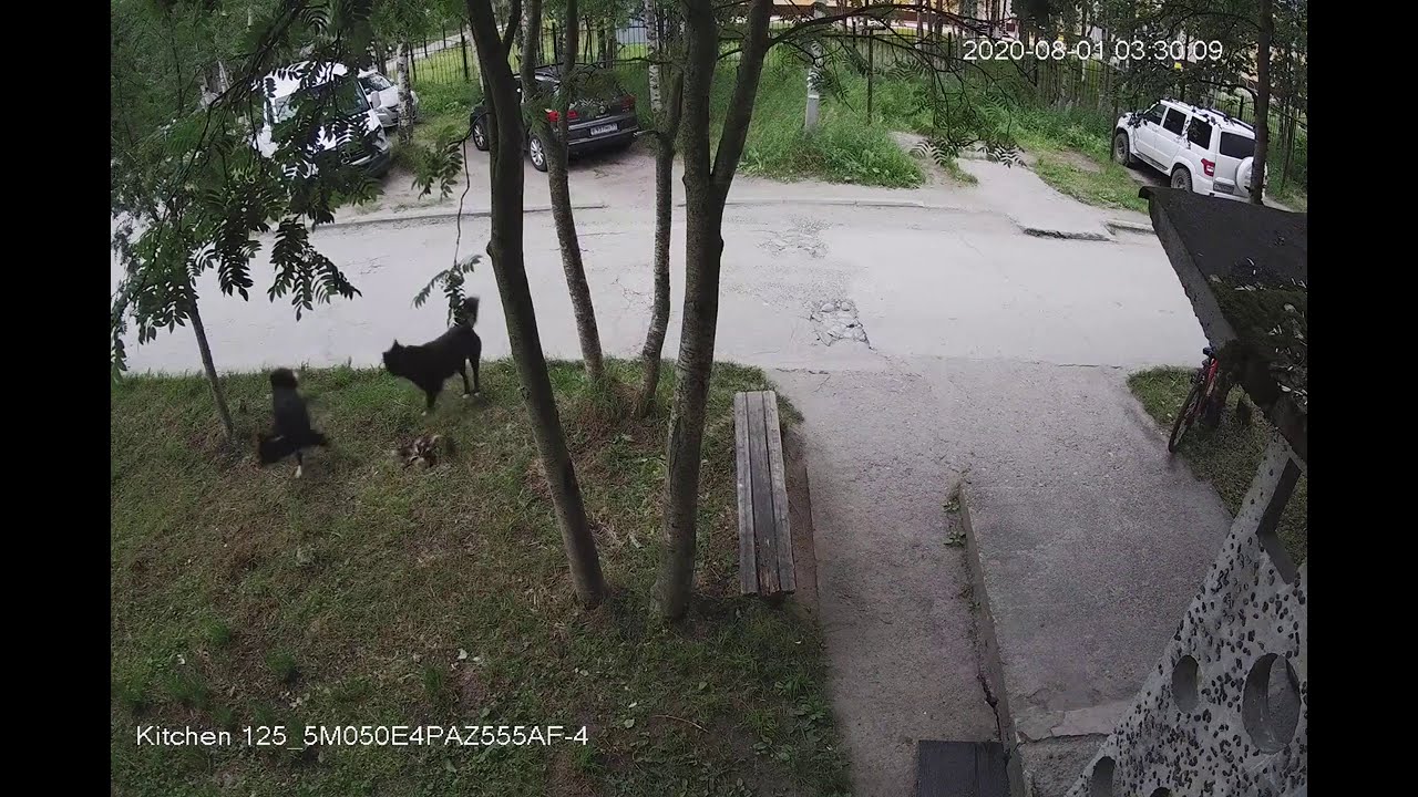 2020-08-01 Лайки загрызли котейку. (Запись в камеры наблюдения)