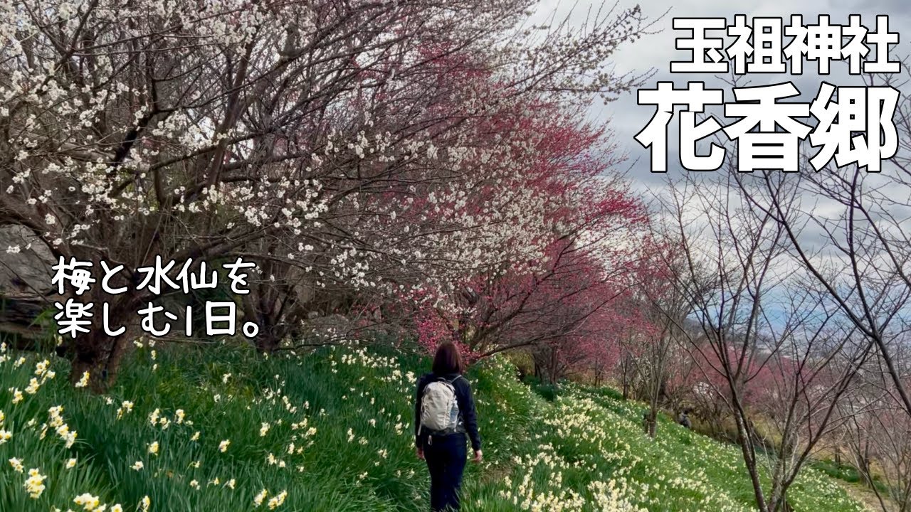 【夫婦登山】八尾市 玉祖神社の花香郷で水仙と梅を楽しみ、生駒山を十三街道で登り平群駅へ下山します【公共交通機関登山】