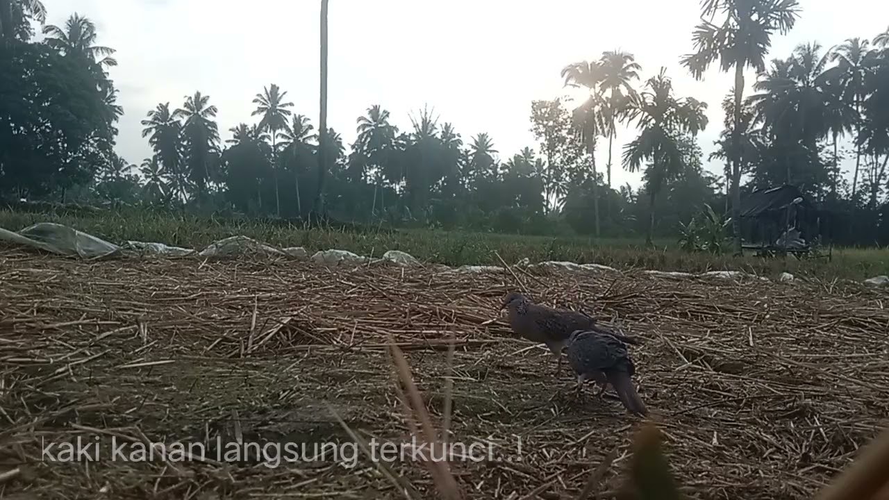 Target ini wajib naik sl karna sudah lama diincar.. #pitbull #tekukurajaran
