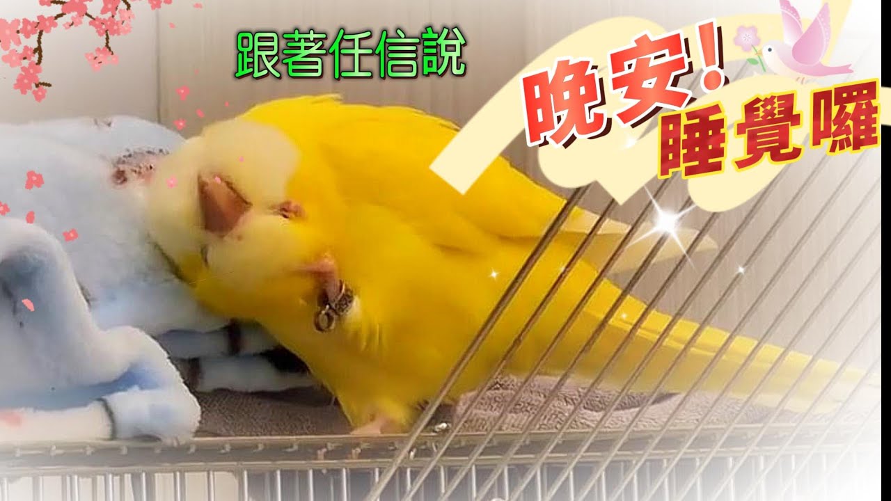 鸚鵡說--晚安睡覺囉! 溫柔又好聽!