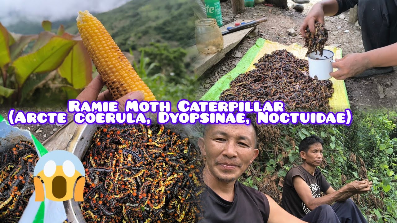 Huge catch //Edible Wild worm (Phülüre)//Season Blessings 🤤😋// 