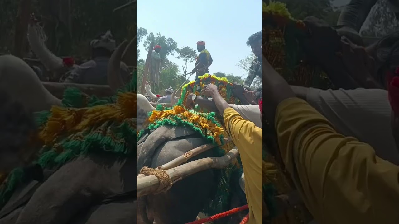 ಅನಾಹುತ ಹೋರಿಗಳು😱 #beautiful #shorts #vairalvideo #youtube #india #bull #trending #support #video 