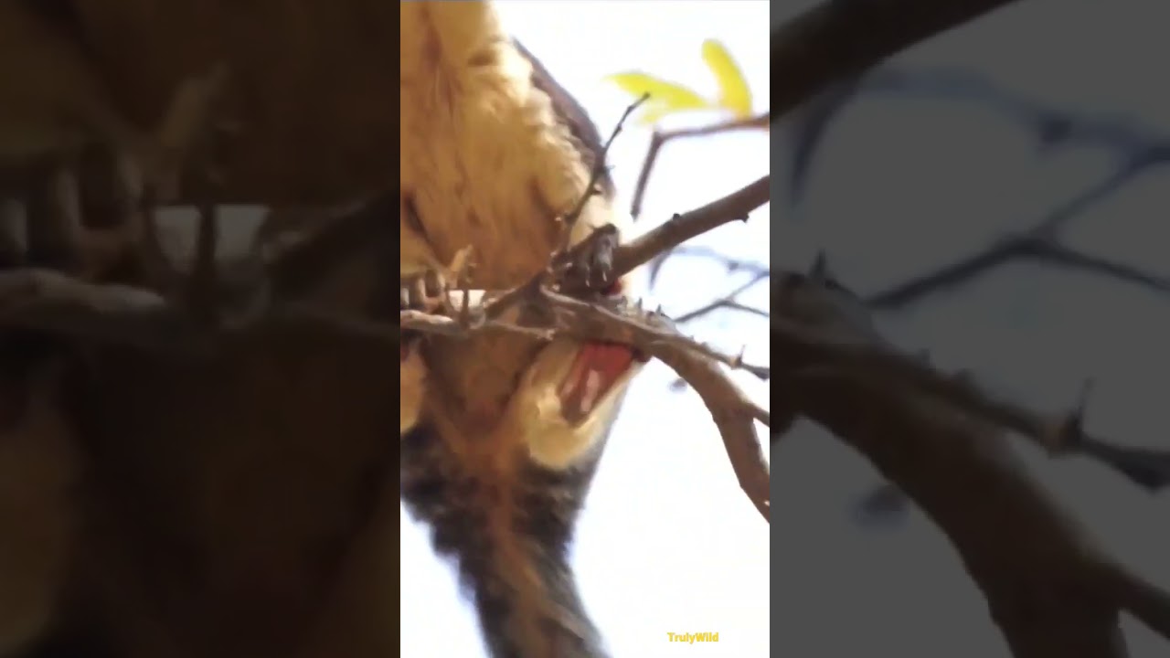 Rare Grizzled giant squirrel devours this fruit. Subscribe TrulyWild #wild #rare #wildlife #trending