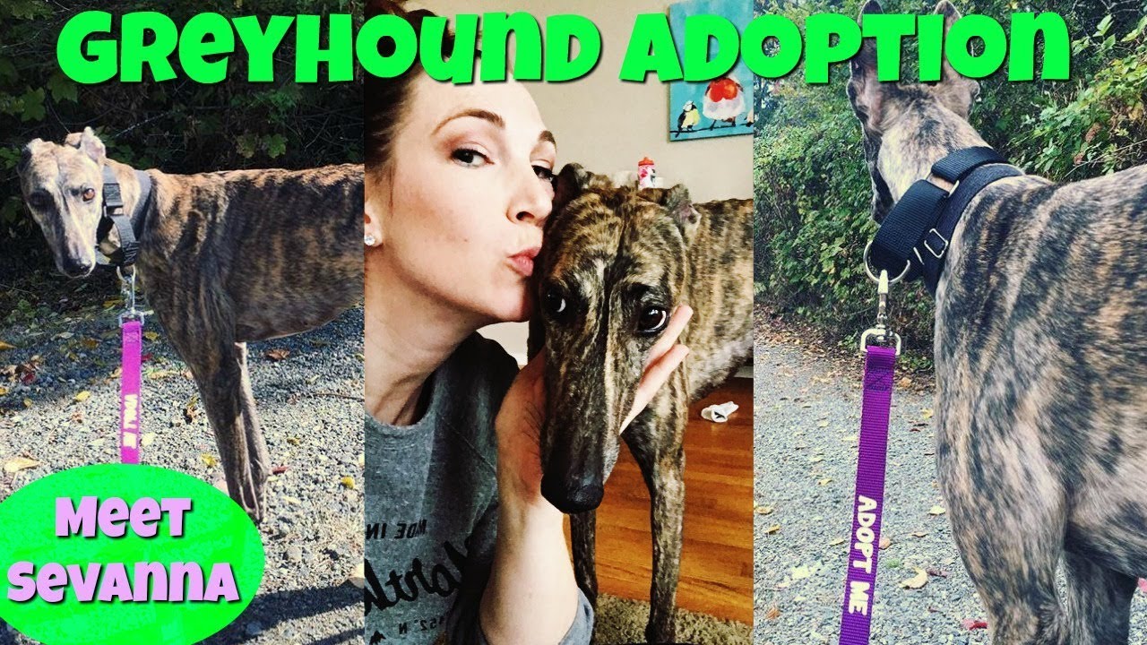 ВОЗЬМИТЕ СЕБЯ В ДОМ ГРЕЙХАУНД! | Познакомьтесь с Севаной