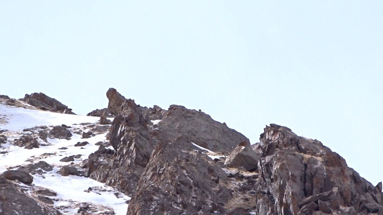 Snow leopard sighting in Mongolian Altai