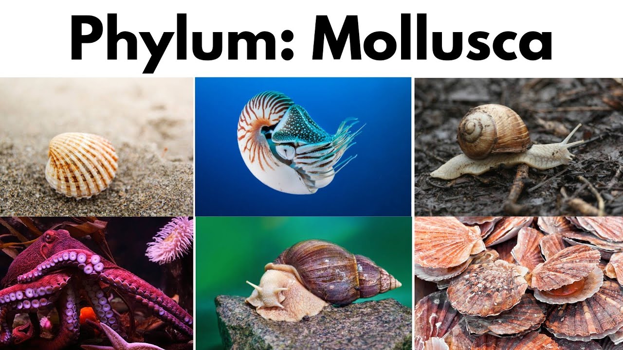Phylum: Mollusca • General & Unique Characters | الرخويات