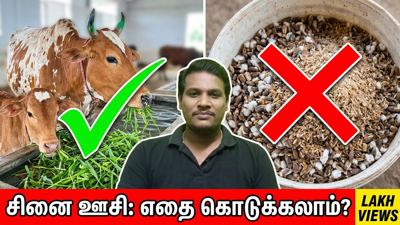 சினை ஊசி போடும் பொழுது எந்த தீவனம் கொடுக்க வேண்டும்???? எதைக் கொடுக்க கூடாது????
