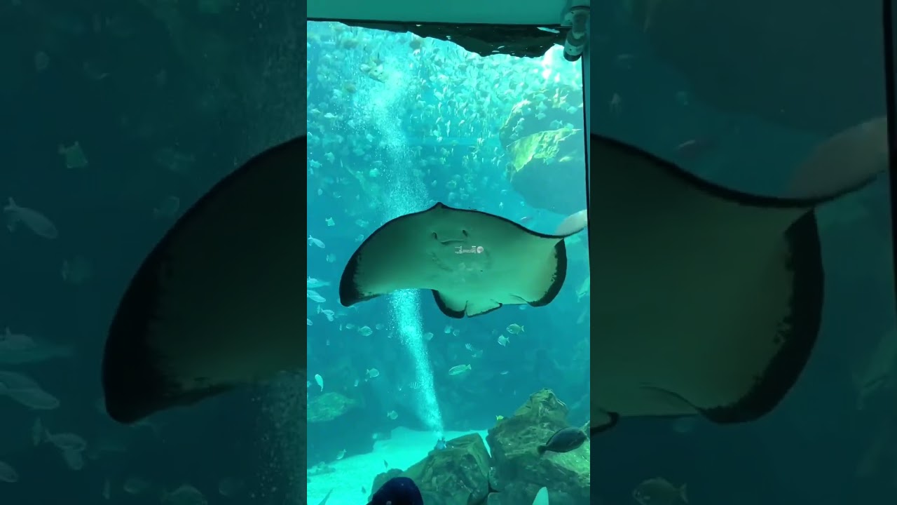 Lovely Stingray//超療癒的魟魚