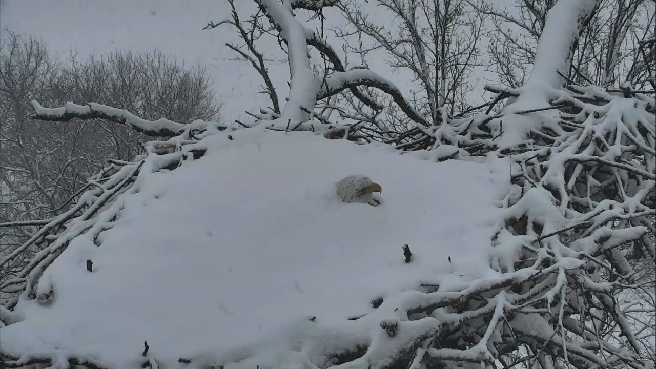Decorah North Nest | Mom burried under snow in April ~ 04-18-2018