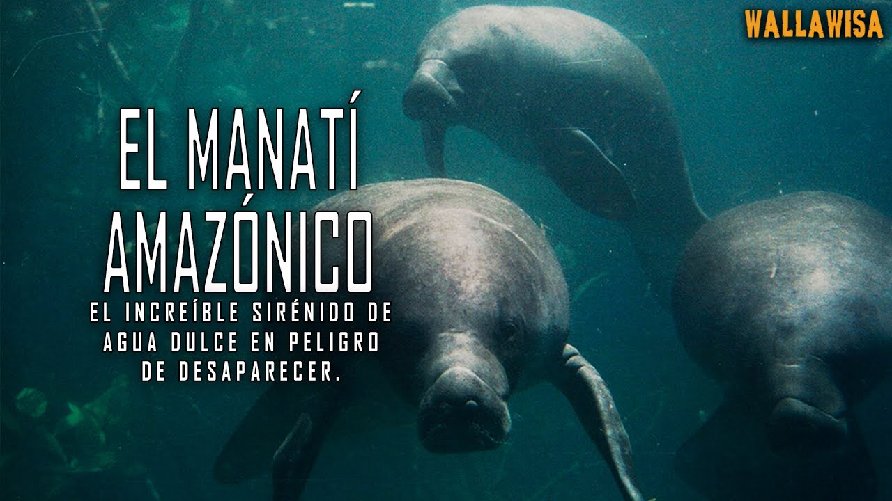 El manatí amazónico: en Perú, una magnífica especie que está en peligro de desaparecer.