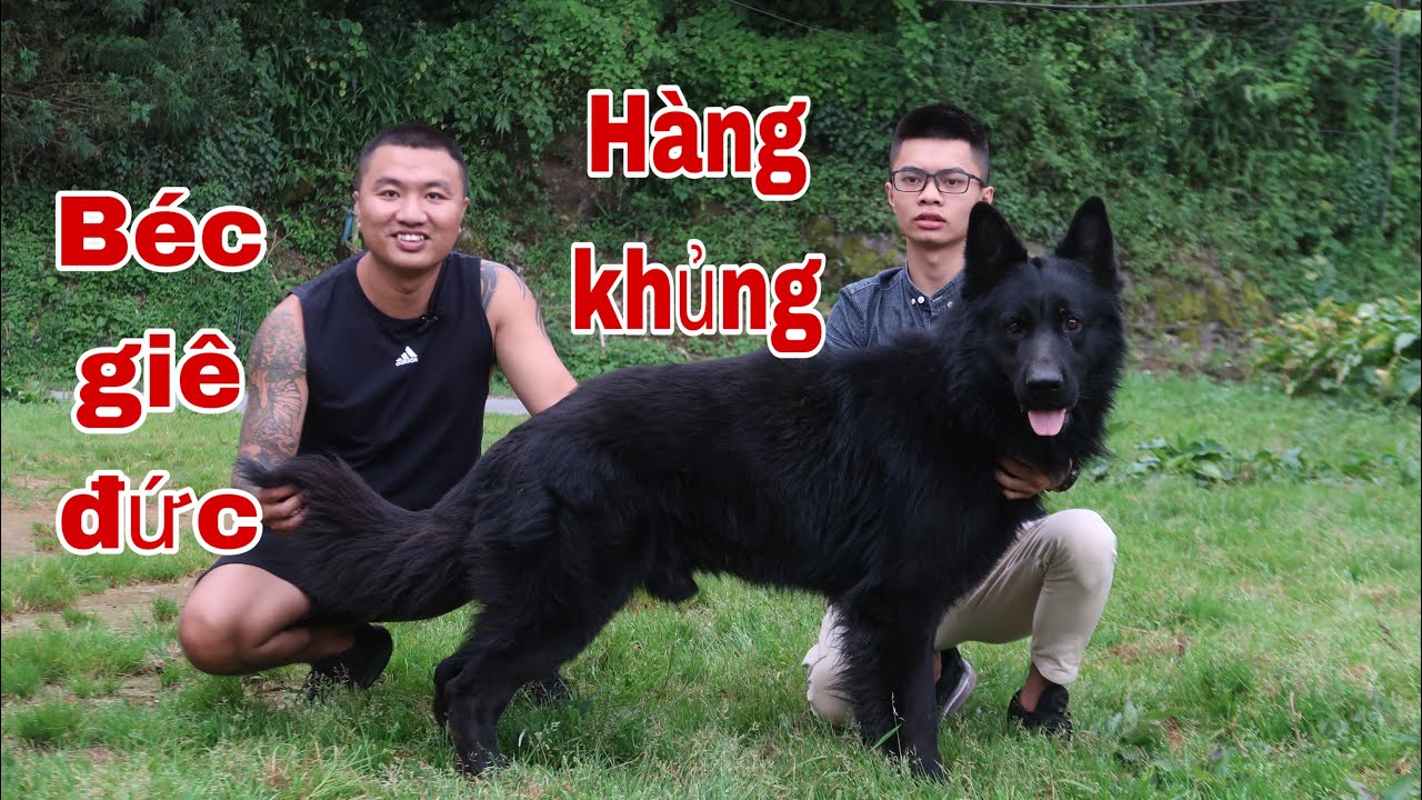 Cùng chiêm ngưỡng chú chó Béc giê đức đẹp nhất lào cai |Let's admire the German Shepherd dog