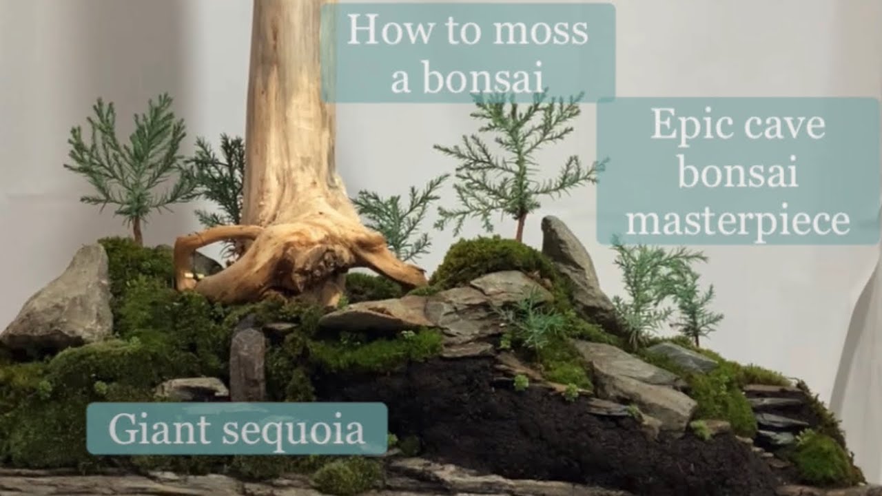 How to moss a bonsai, epic cave bonsai masterpiece @Bonsaicrazy #bonsai