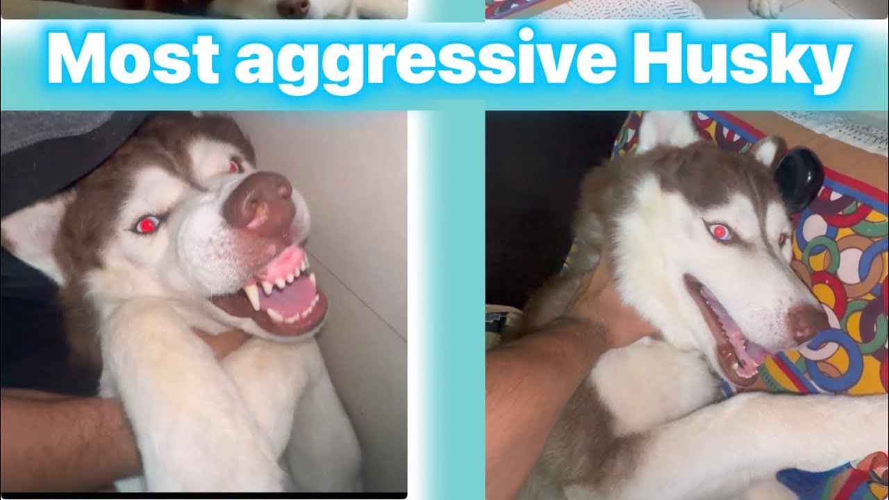 So much aggression in Husky VLOG