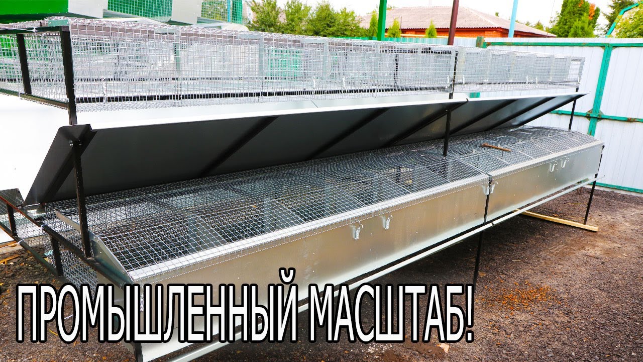 НАША САМАЯ БОЛЬШАЯ КЛЕТКА ДЛЯ КРОЛИКОВ.