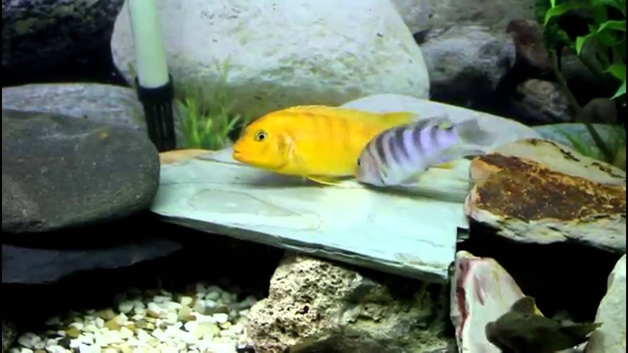 Псевдотрофеус Ломбардо  Pseudotropheus lombardoi продажа оптом