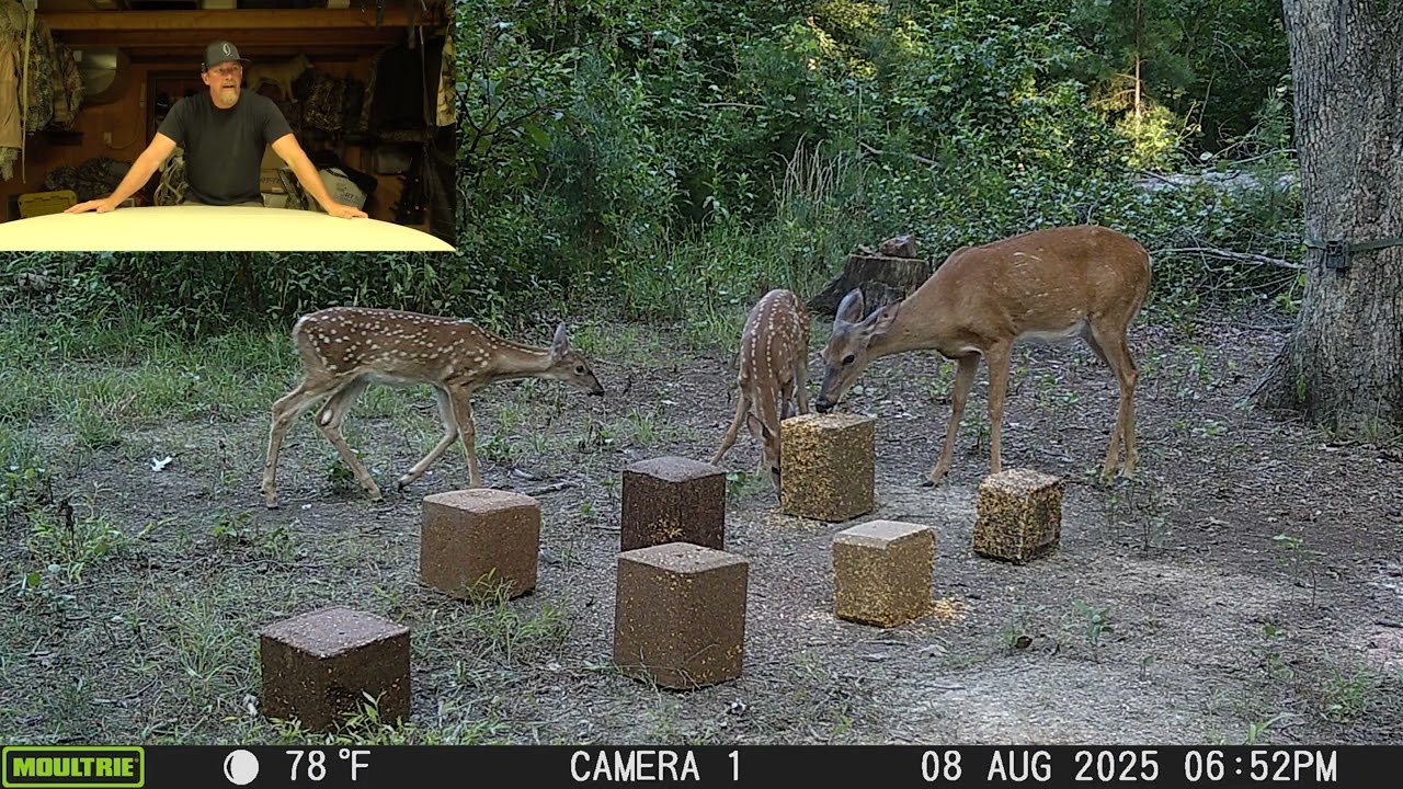 Deer Attractant Test 4 | Blocks Field Test