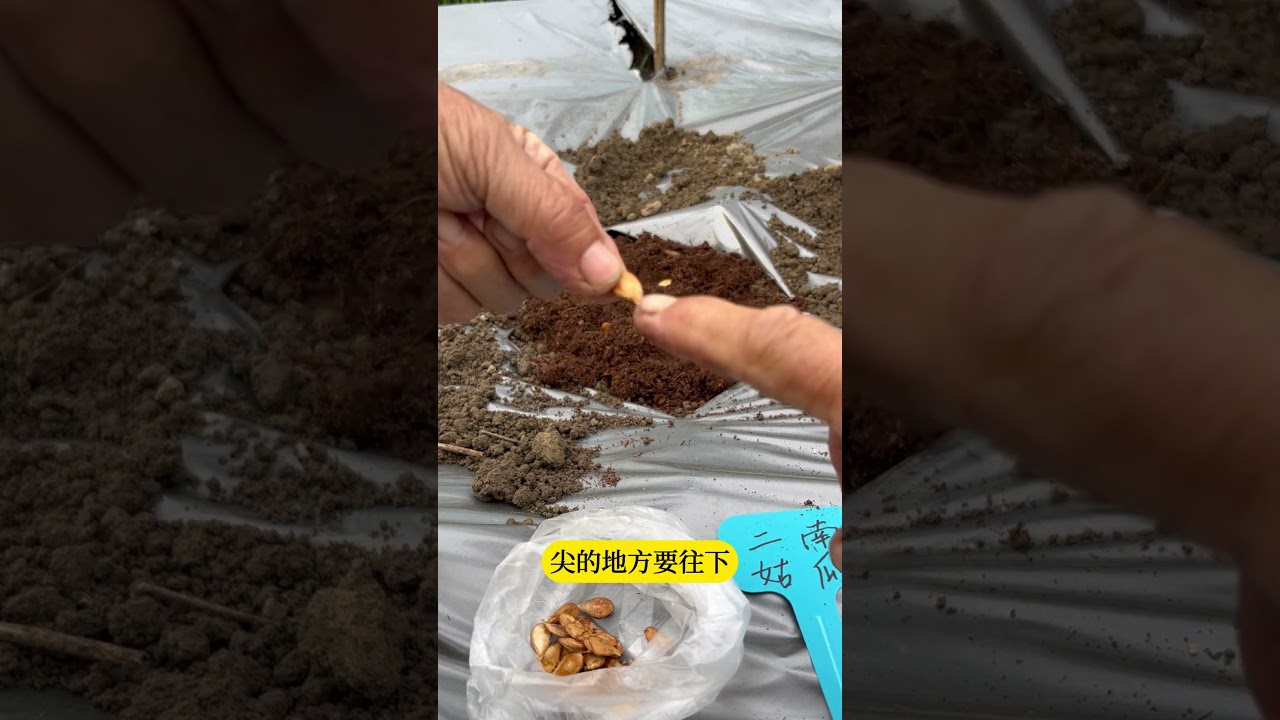 用南瓜種子育苗，多久可以出苗呢?