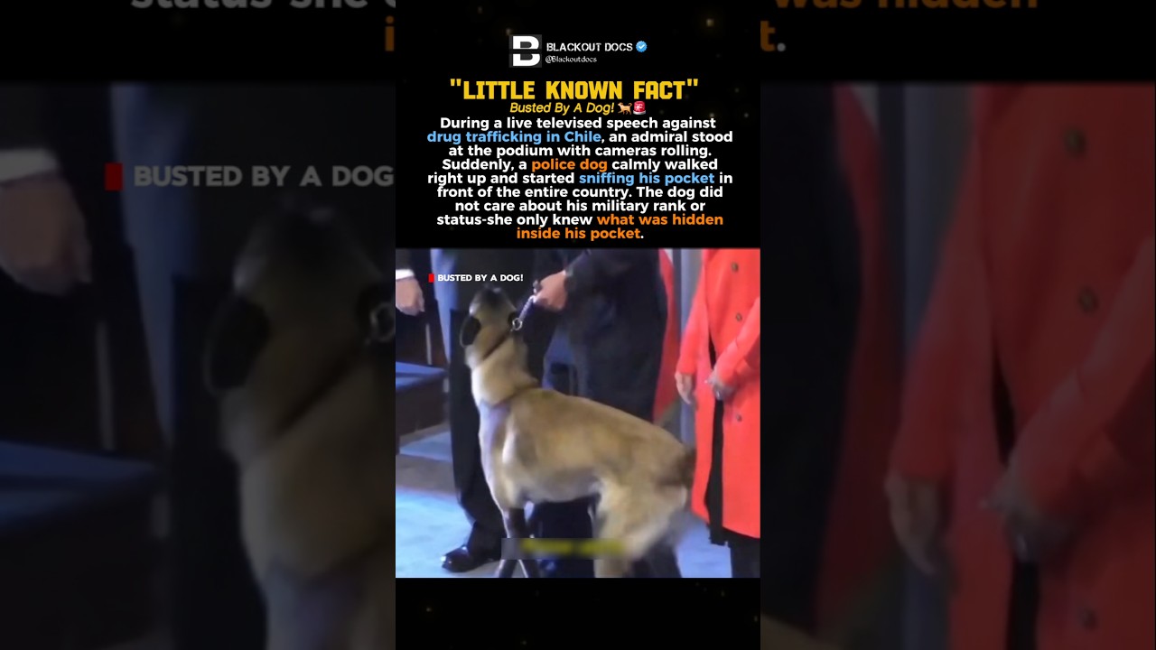Busted By A Dog!  #shorts