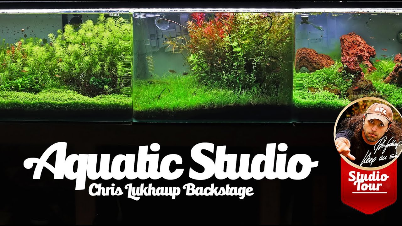 Добро пожаловать в мою студию Aquatic Studio &mdash; закулисье Криса Лукхаупа