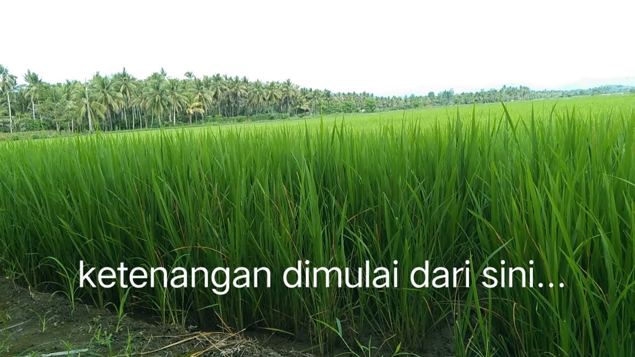 Saat Desa Menenangkan Langkah yang Lelah | When the Village Calms Tired Steps