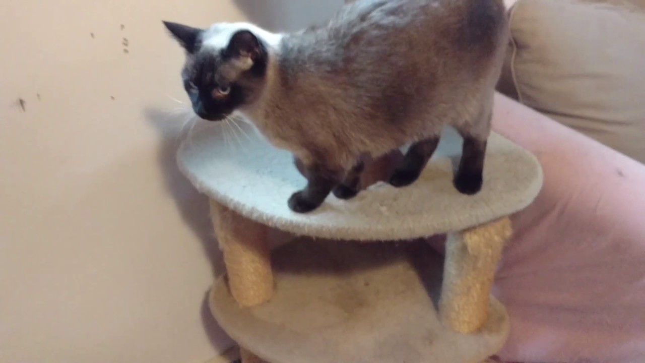 Introducing Simone the seal point Siamese