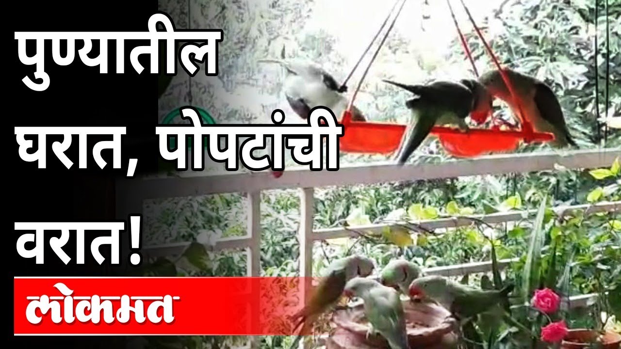 मॅनेजर तरुणीचा पोपटांना लळा! | Meet The Pune Woman Who Is Friends With 30 Parrots | Radhika Sonawane