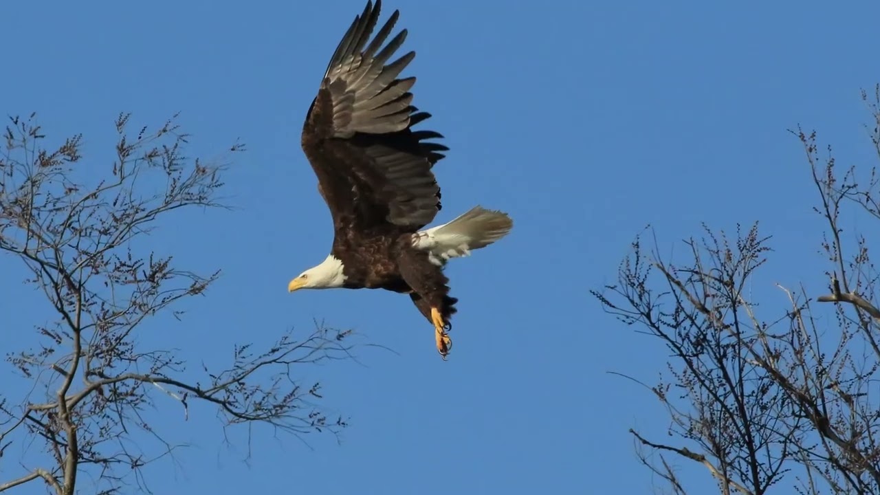 A RARE CASE OF POLYGAMIST BALD EAGLES  #baldeagles #nesting