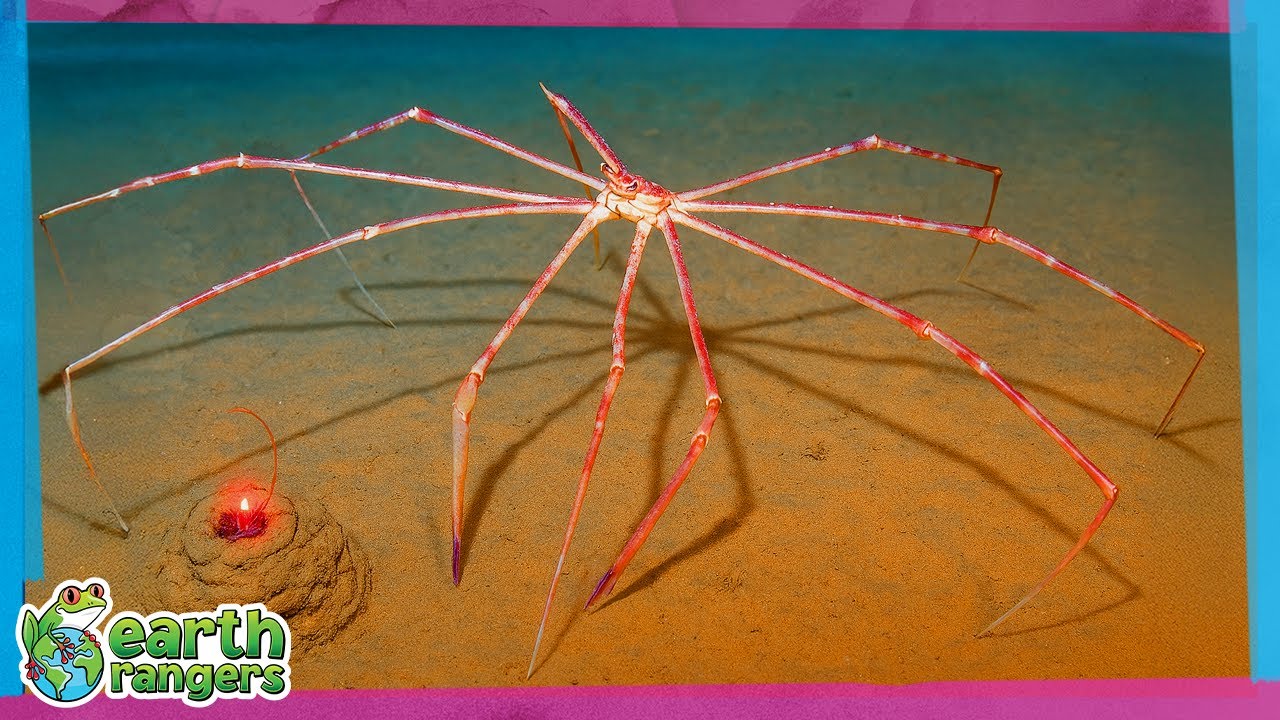 Amazing Deep Sea Creatures! 🪼 | Earth Rangers