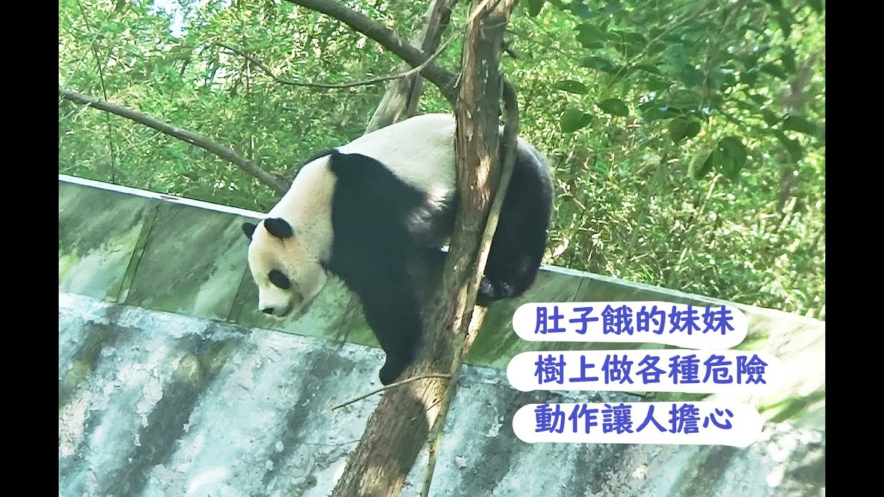 千萬不能讓妹妹肚子餓否則會做危險動作讓人很擔心20260115