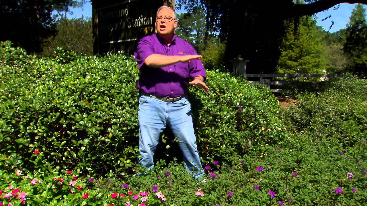 Super Plant Homestead Purple verbena, best planted in fall