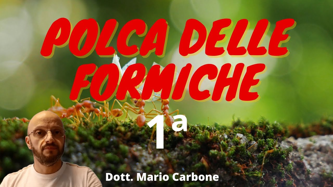 1a Lezione - POLCA DELLE FORMICHE - organetto - Accordion diatonic