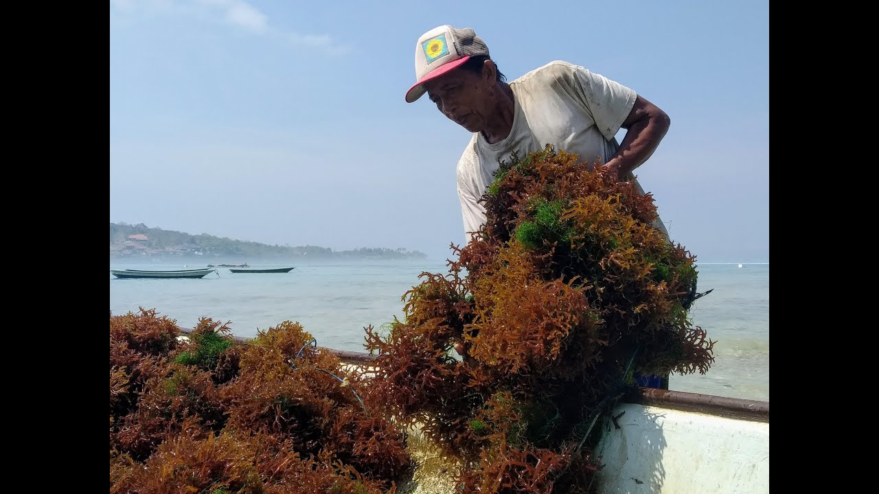 Praktek Budidaya Rumput Laut yang Baik dan Benar
