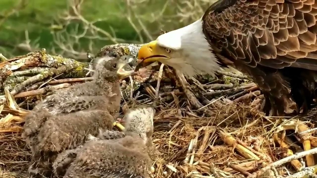 S05#159 #baldeagle | Review mother bird brings food to feed her chicks | bird nest with nature S05