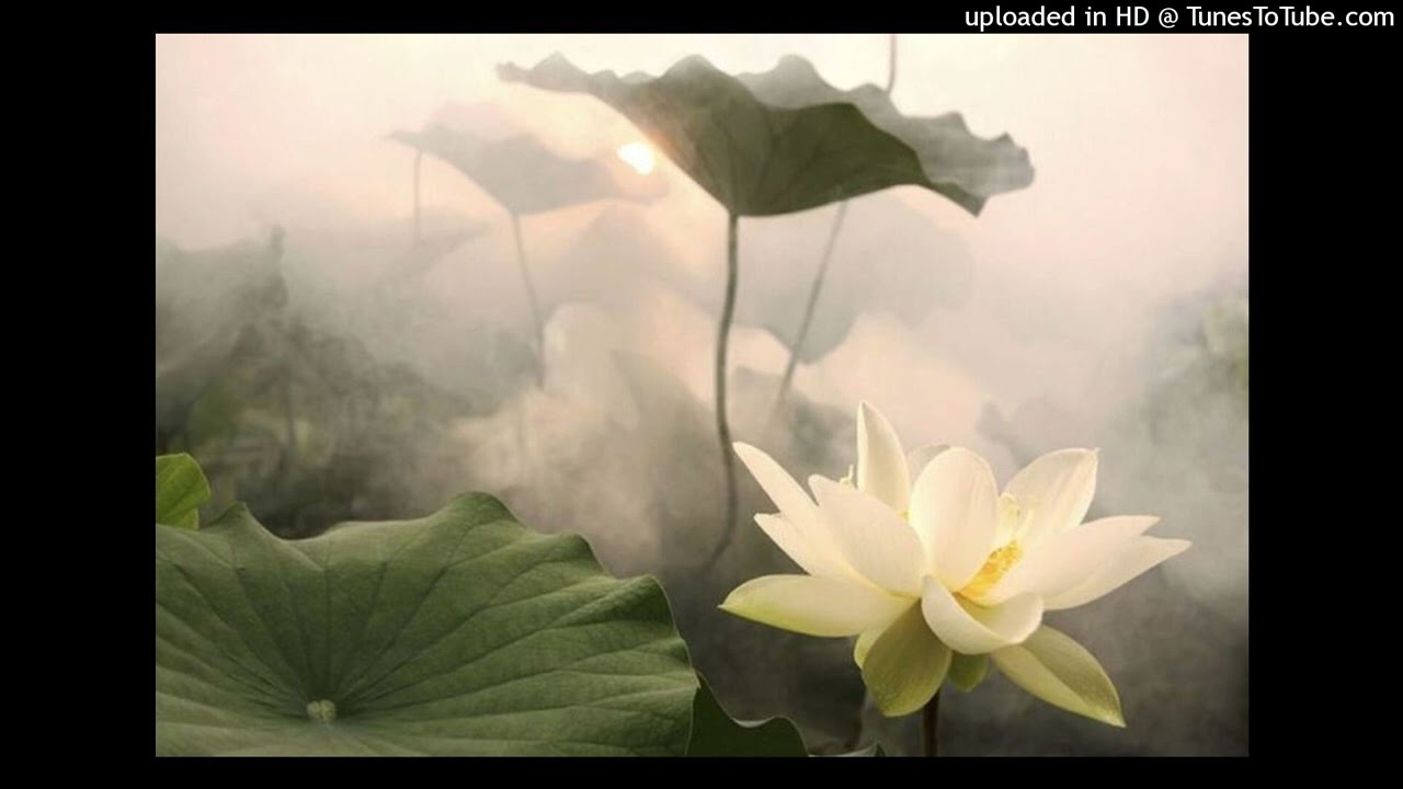 ginseng lucy bedroque type beat