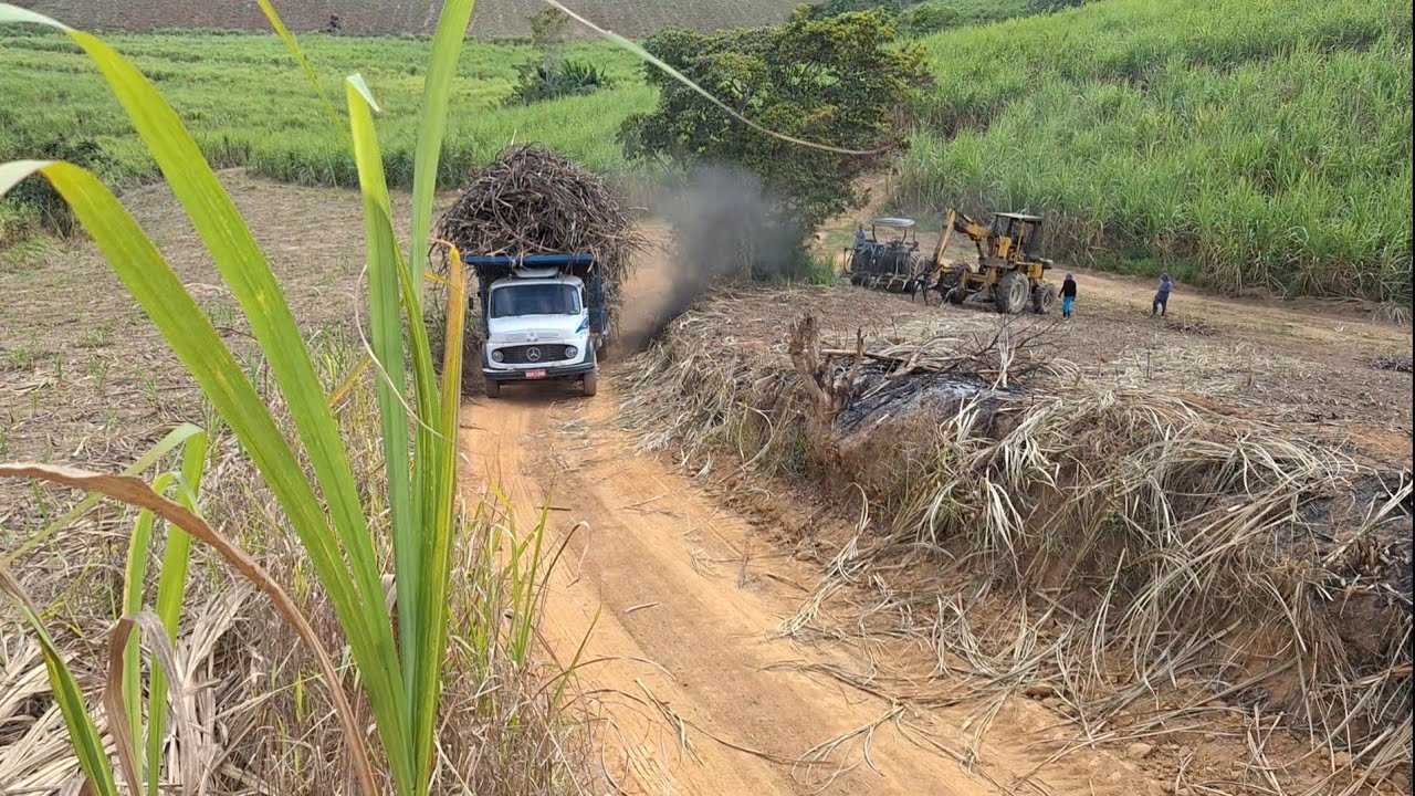 A Muriçoca engoliu o caroço!!! 