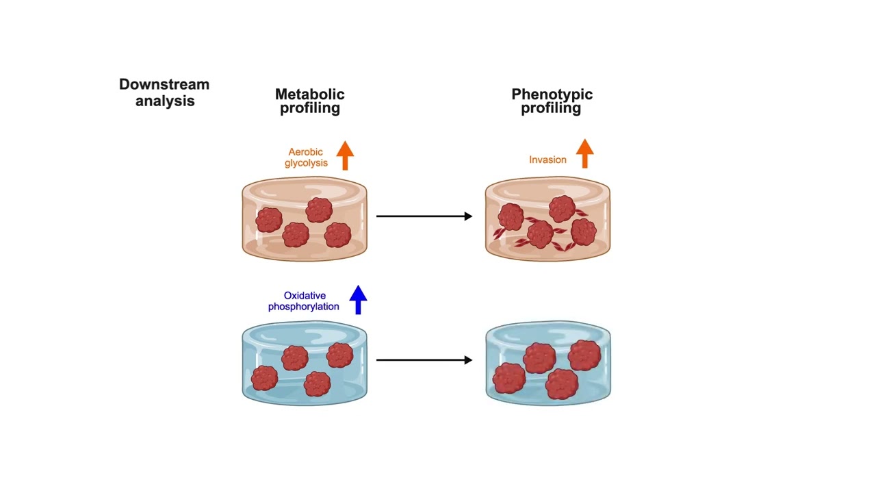 Microenvironmental stiffness induces metabolic reprogramming in glioblastoma