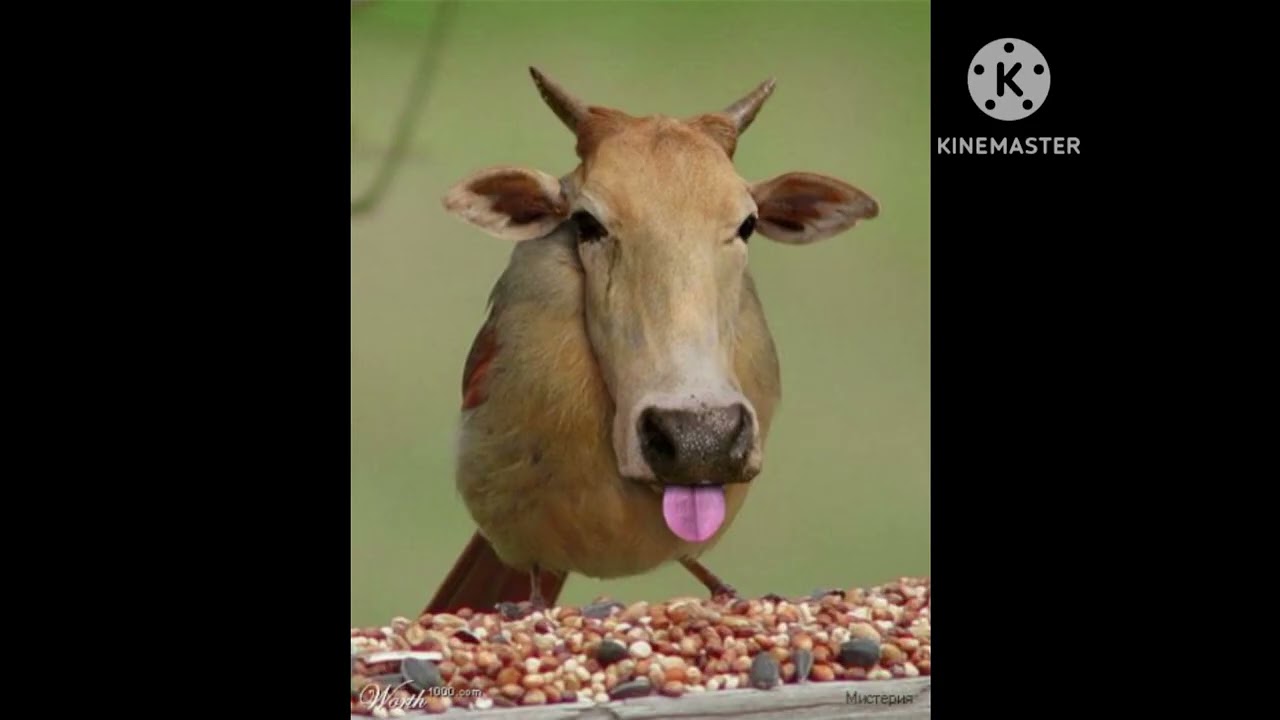 Photoshop Animales