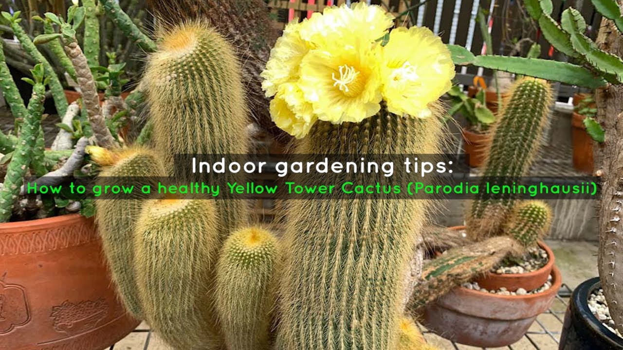Indoor gardening tips: How to grow a healthy Yellow Tower Cactus (Parodia leninghausii)