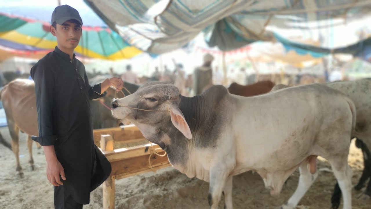 Mashallah Bhot payara janwar hai 😍#cow