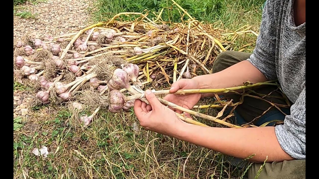 Moja kura u sąsiada , zaplatam czosnek w warkocze Vlog