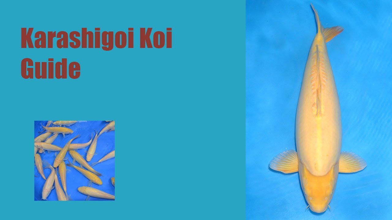 How to identify Karashigoi Koi ?