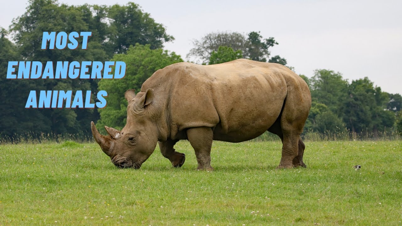 Most Endangered Animals - Critically Endangered Animals - Edge of Extinction