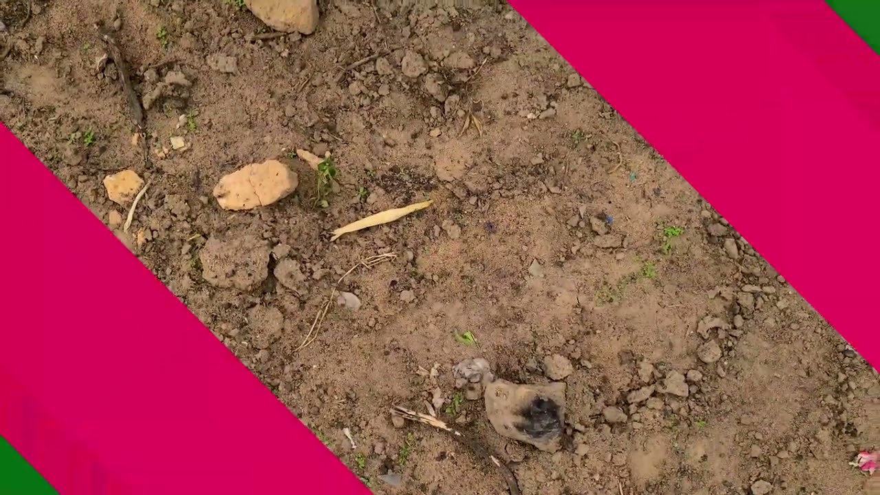 Episode 2 maize trial