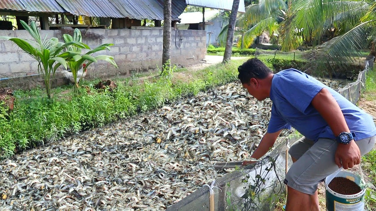 Native Catfish Farming│Inside the most successful catfish farm