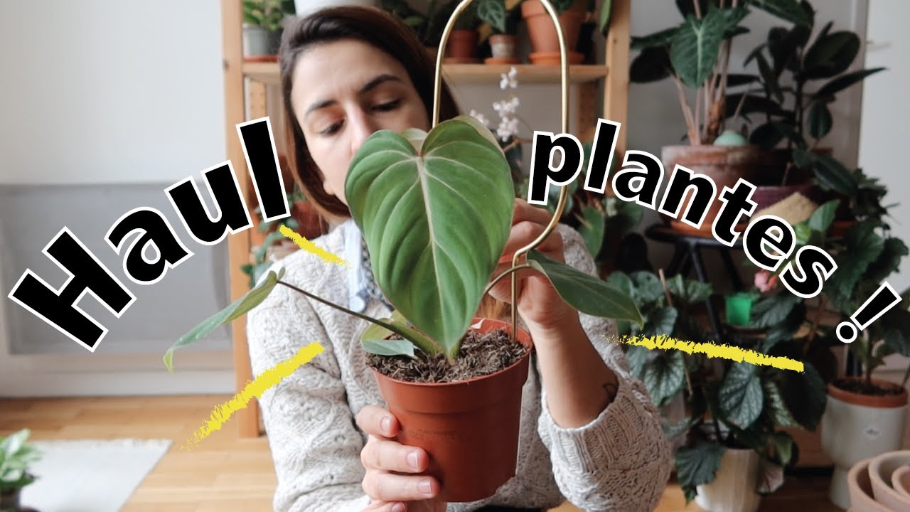 Haul plantes : je rachète ces plantes que les thrips ont tuées !