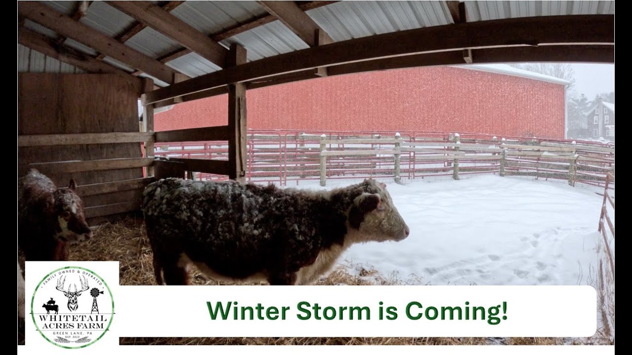 Winter Wonderland: Facing the Epic Snowstorm of 2026!  ❄️🌨️