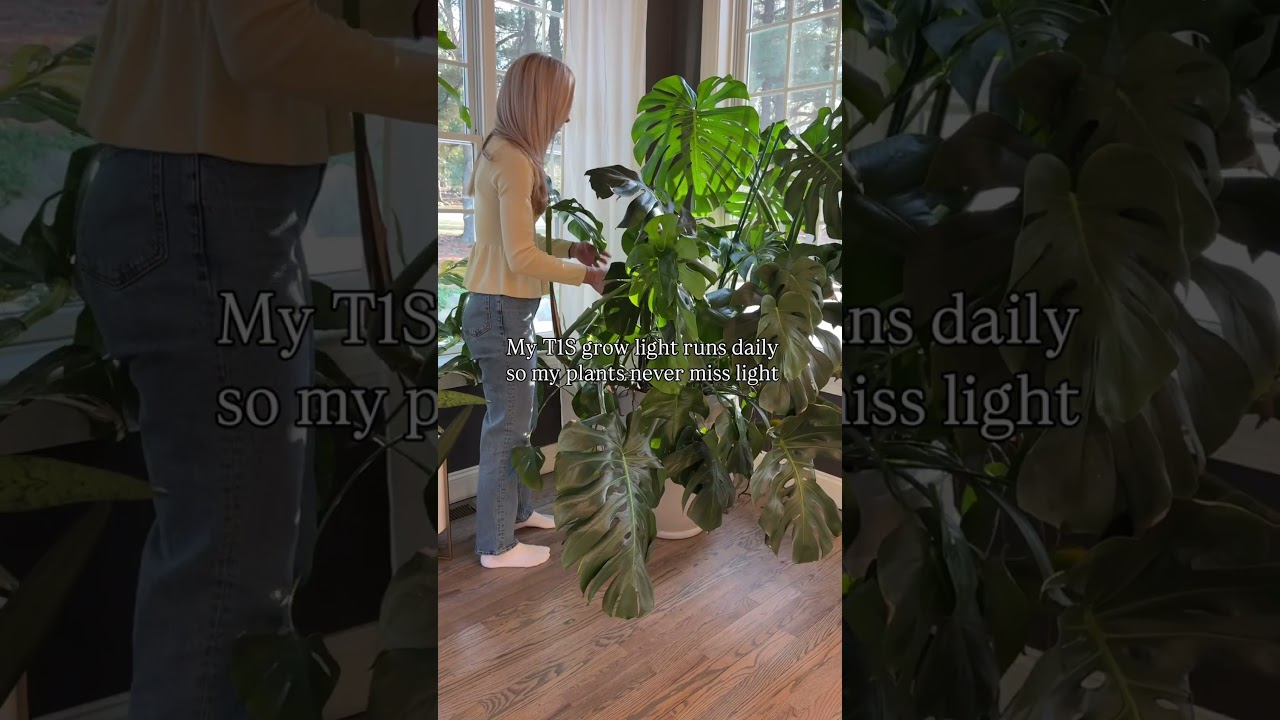 The secret to growing HUGE houseplants #plants
