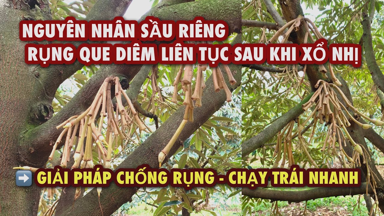 Nguyên nhân sầu riêng dễ rụng que diêm sau xổ nhị | Giải pháp hỗ trợ chạy trái nhanh.
