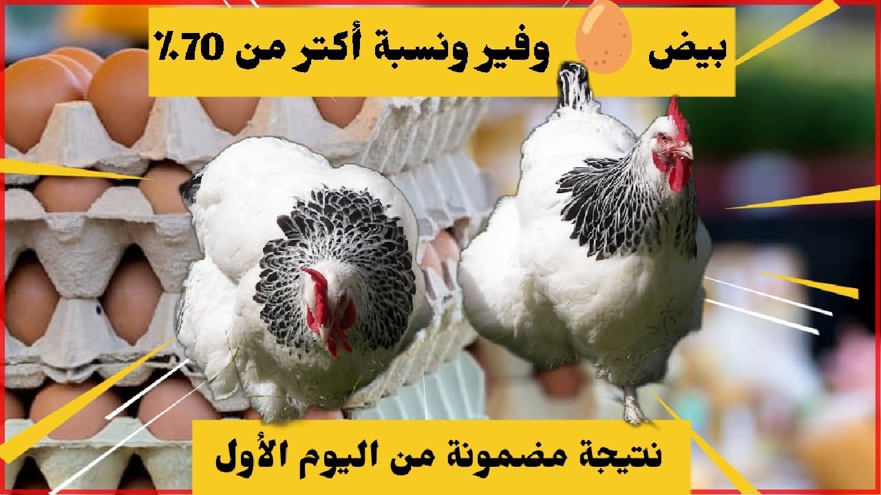 الطريقة الصحيحة لزيادة نسبة إنتاج البيض  ،مشروع السلالات الحرة لإنتاج البيض المخصب والمائدة🐣🥚